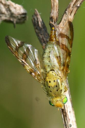 Réf. 272 147 : Orellia falcata